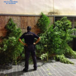 Foto-Antequera-marihuana-1