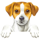 MASCOTA