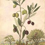 cartel Primera Jornada sobre La cultura del aceite y el olivar andaluz 2