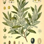 dibujo rama olivo