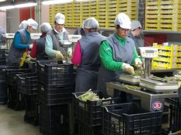 Horticultores El Torcal invierte 570.000 euros en la mejora de su cooperativa