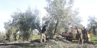 China busca el aceite made in Antequera