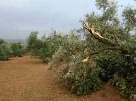 El pueblo de Campillos valora los daños tras el tornado y las fuertes lluvias