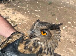 Vuelven a rescatar a un búho real atrapado en una alambrada en Villanueva del Trabuco