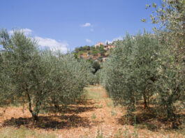 Antequera oferta estancias formativas para jóvenes agricultores