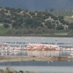 flamencos laguna fuente piedra 1_2025