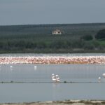 flamencos laguna fuente piedra 2_2025