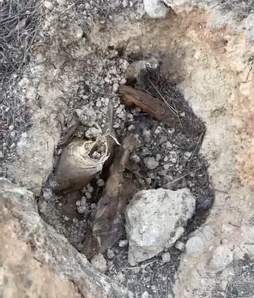 Capctura