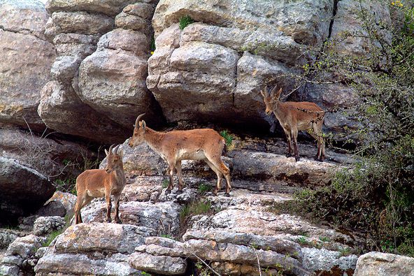 cabra montes en el torcal de ant 1
