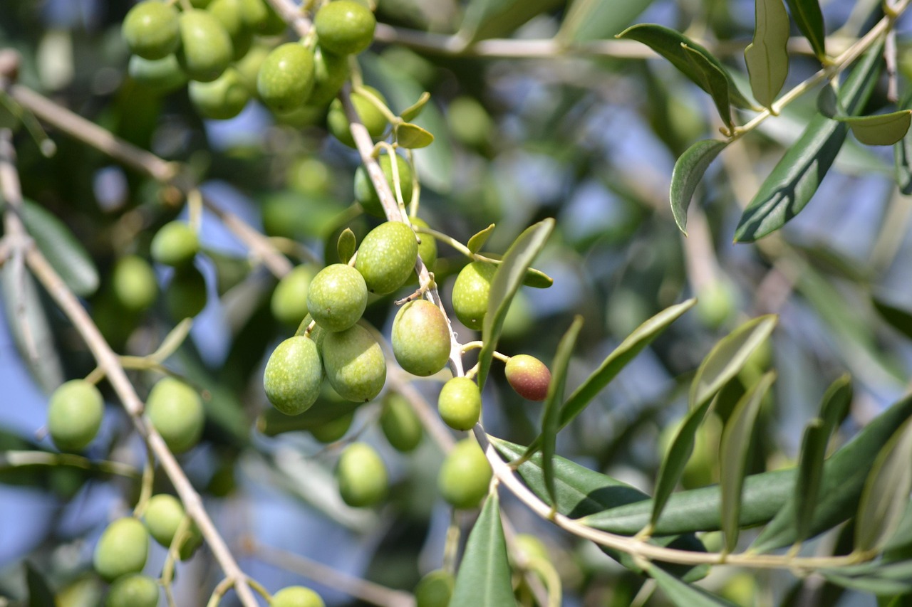 olives 886880 1280