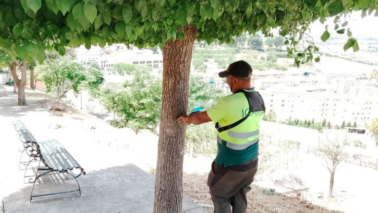 tmolina tratamiento arboles 1206 1