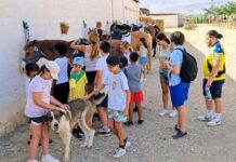 Campamentos de verano de Equialia: diversión, aprendizaje y naturaleza
