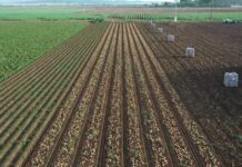 La patata de la Vega de Antequera: tradición, innovación y calidad