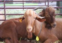Casabermeja celebra su XVI Fiesta de la Cabra Malagueña este fin de semana