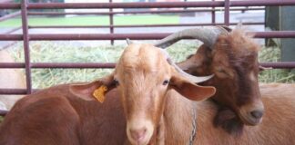 Casabermeja celebra su XVI Fiesta de la Cabra Malagueña este fin de semana