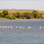 campilloslagunasalada18