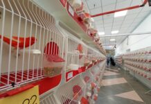 Más de 500 ejemplares se darán cita en el XX Concurso de Canaricultura de Campillos