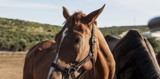 Nivel de riesgo alto tras detectar en una finca de Antequera un caballo infectado con el virus del Nilo