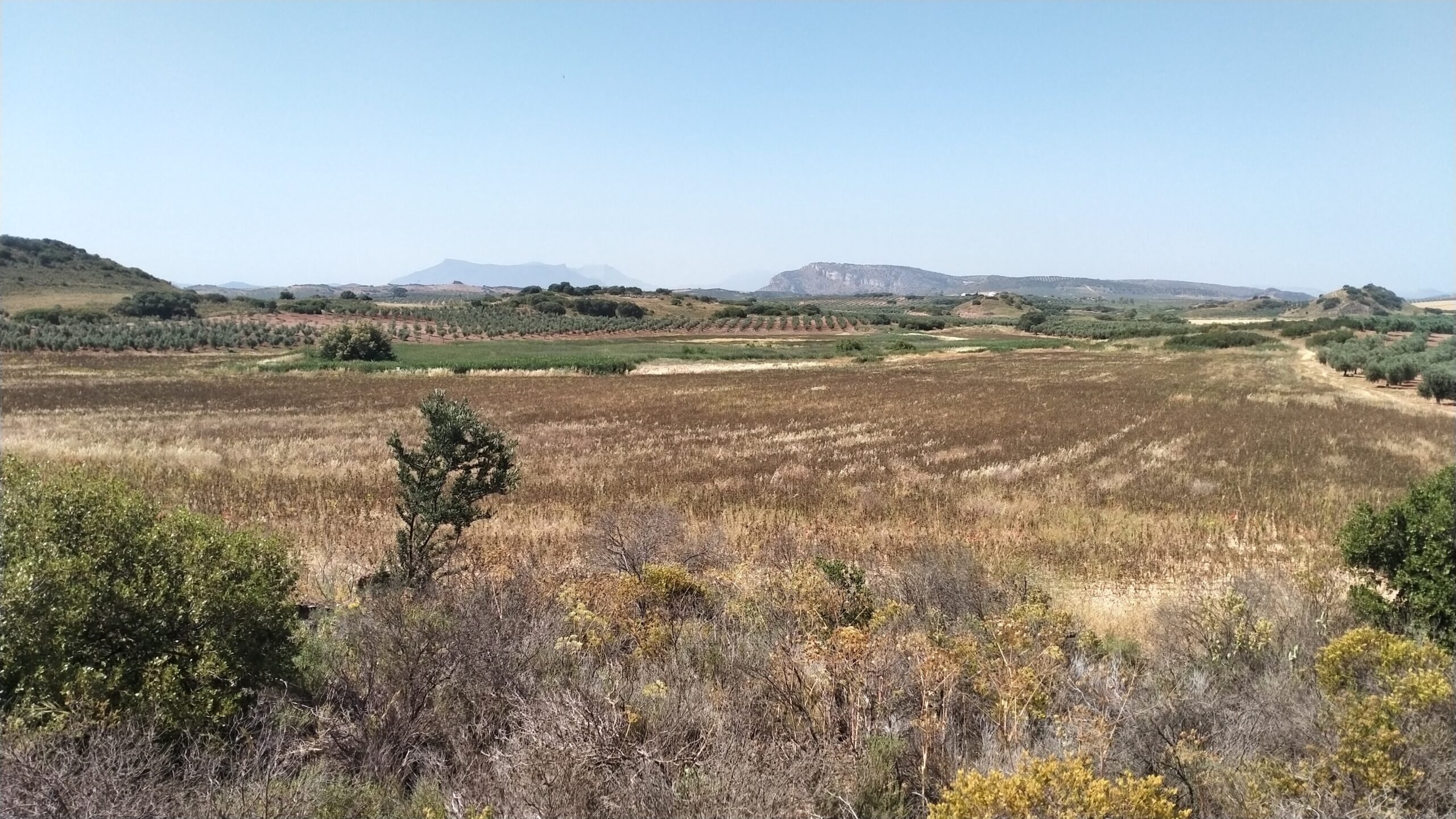 La Junta compra los terrenos de la Laguna de Camuñas en Campillos para su restauración ambiental 5 IMG 9640 scaled