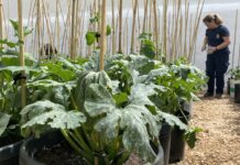 Sierra de Yeguas contratará a pintores, jardineros y monitores de ocio con el programa Activa-T Joven