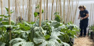 Sierra de Yeguas contratará a pintores, jardineros y monitores de ocio con el programa Activa-T Joven