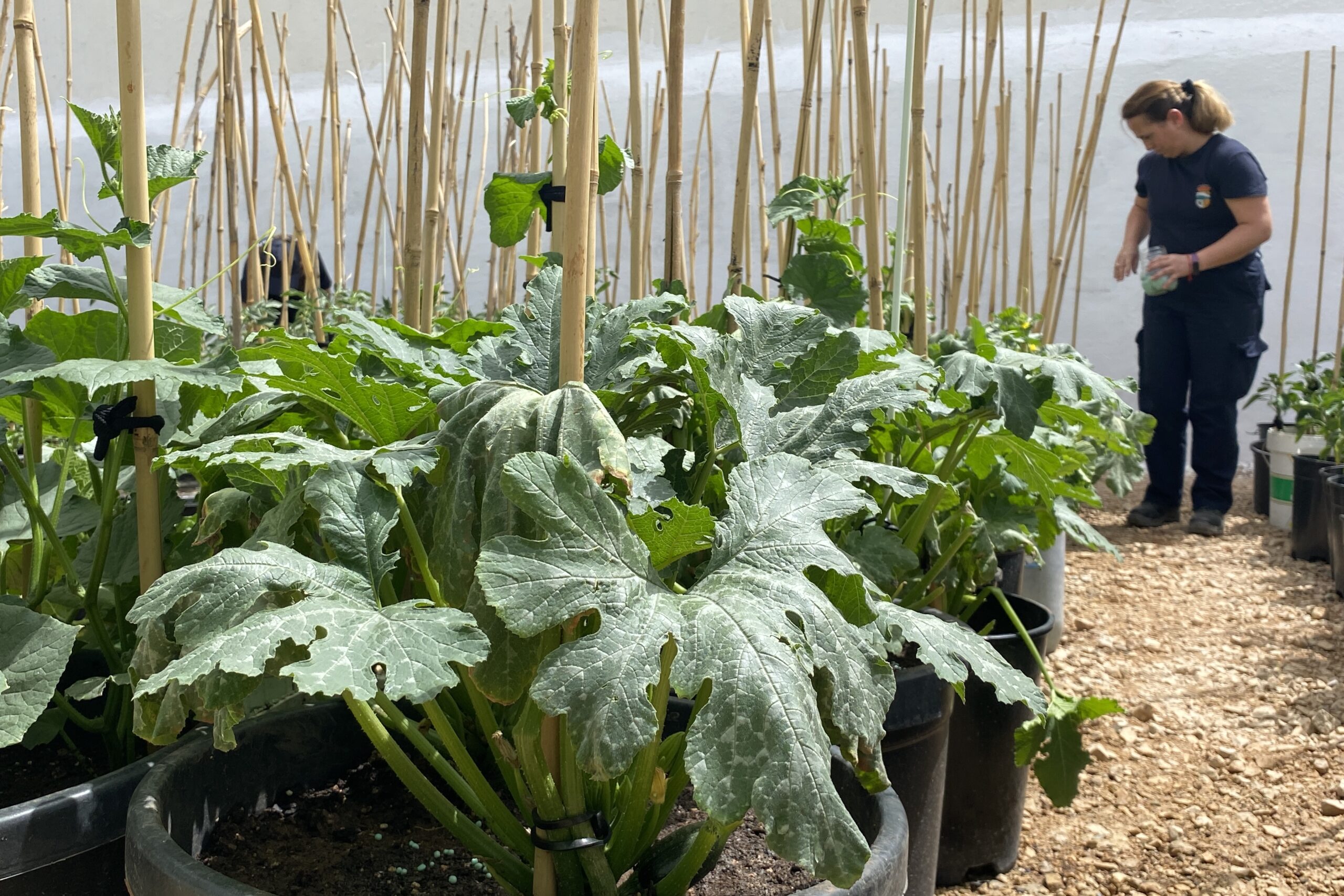 Sierra de Yeguas contratará a pintores, jardineros y monitores de ocio con el programa Activa-T Joven 5 Taller de empleo de agricultura ecologica en Sierra de Yeguas scaled