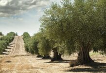 Las lluvias de los últimos días alivian al campo malagueño