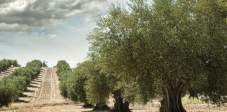 Las lluvias de los últimos días alivian al campo malagueño