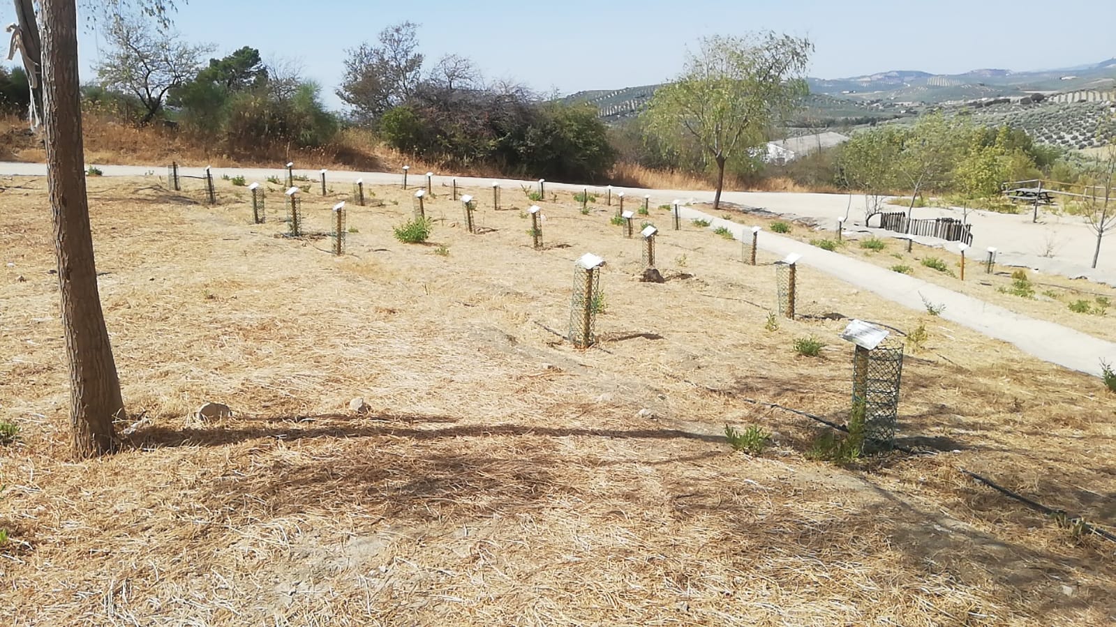 Polémica en el Trabuco por ‘El Bosque de los Niños’ en los Cien Caños 27 WhatsApp Image 2025 11 10 at 11.33.44 1