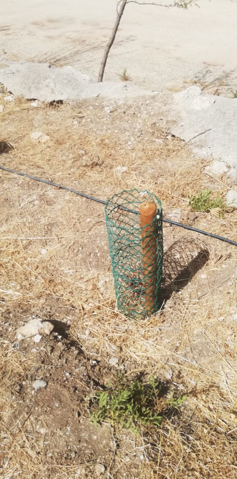 Polémica en el Trabuco por ‘El Bosque de los Niños’ en los Cien Caños 38 WhatsApp Image 2025 11 10 at 11.33.45 2