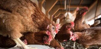 Refuerzan las medidas preventivas para evitar la propagación de la gripe aviar que afecta a varios municipios de la comarca de Antequera