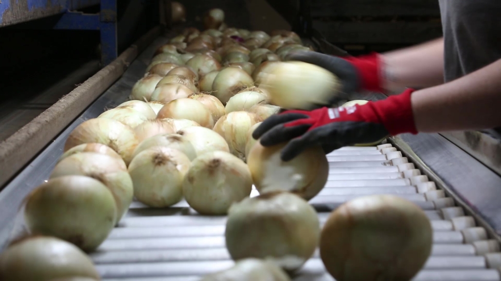 La Vega de Antequera cierra un buen año en las cosechas de espárrago, cebolla y patata 13 CEBOLLA 1 1030x579 1