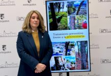 Una campaña preventiva «de récord» frente a la procesionaria en zonas verdes de Antequera y pedanías