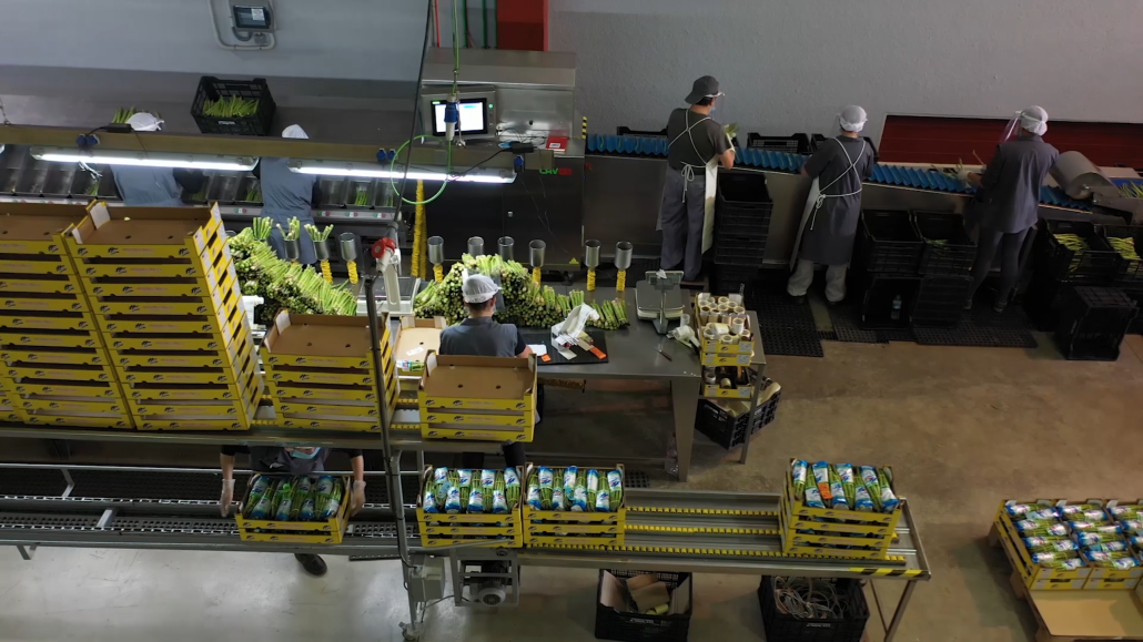 La Vega de Antequera cierra un buen año en las cosechas de espárrago, cebolla y patata 14 industria envasado esparragos andalucia 01 1030x579 1