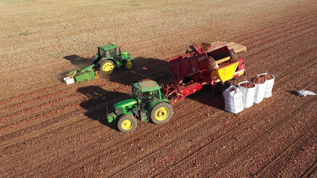 La Vega de Antequera cierra un buen año en las cosechas de espárrago, cebolla y patata 11 produccion cebolla andalucia 1030x579 1