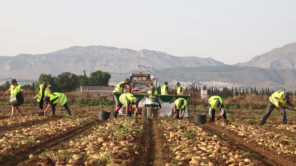 La Vega de Antequera cierra un buen año en las cosechas de espárrago, cebolla y patata 12 produccion patata andalucia 02 1030x579 1