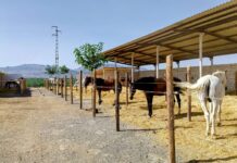 Equialia, bienestar y cuidado integral para tu caballo