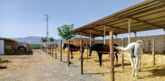 Equialia, bienestar y cuidado integral para tu caballo