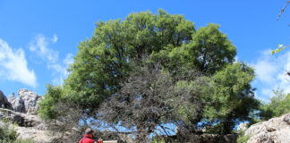 El Arce de Montpellier, el árbol centenario que protege al Torcal de Antequera