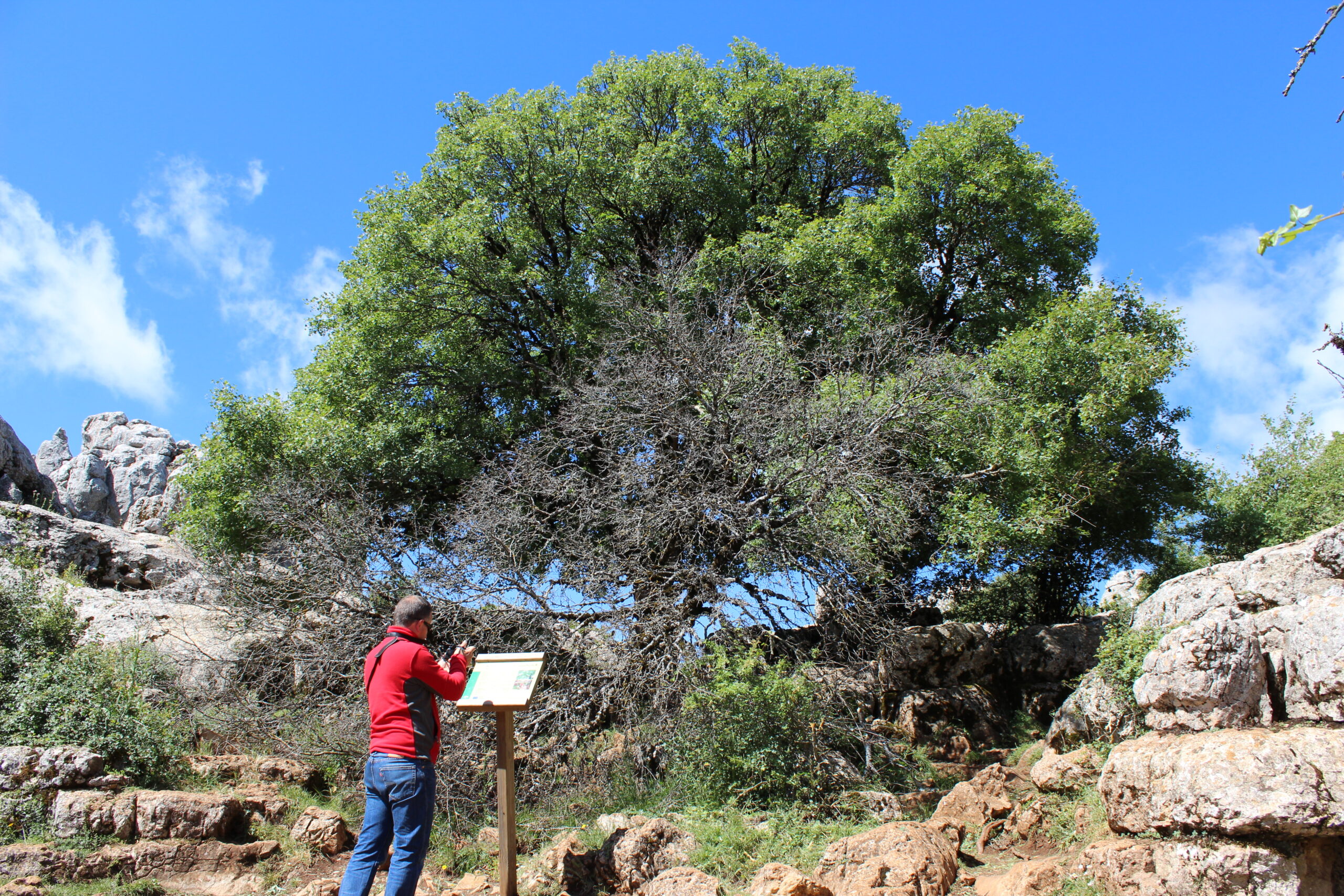 arce de montpellier. torcal de antequera 054 scaled