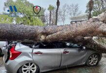 Importantes daños en varios vehículos por el desplome de un árbol de grandes dimensiones en un restaurante de Antequera