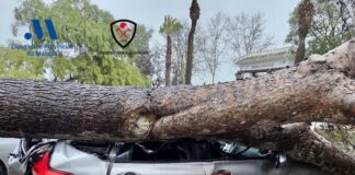 Importantes daños en varios vehículos por el desplome de un árbol de grandes dimensiones en un restaurante de Antequera