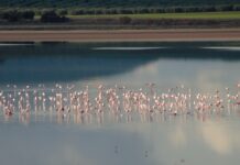 Visitas guiadas en la Laguna de Fuente de Piedra para disfrutar de su máximo esplendor