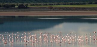 Visitas guiadas en la Laguna de Fuente de Piedra para disfrutar de su máximo esplendor