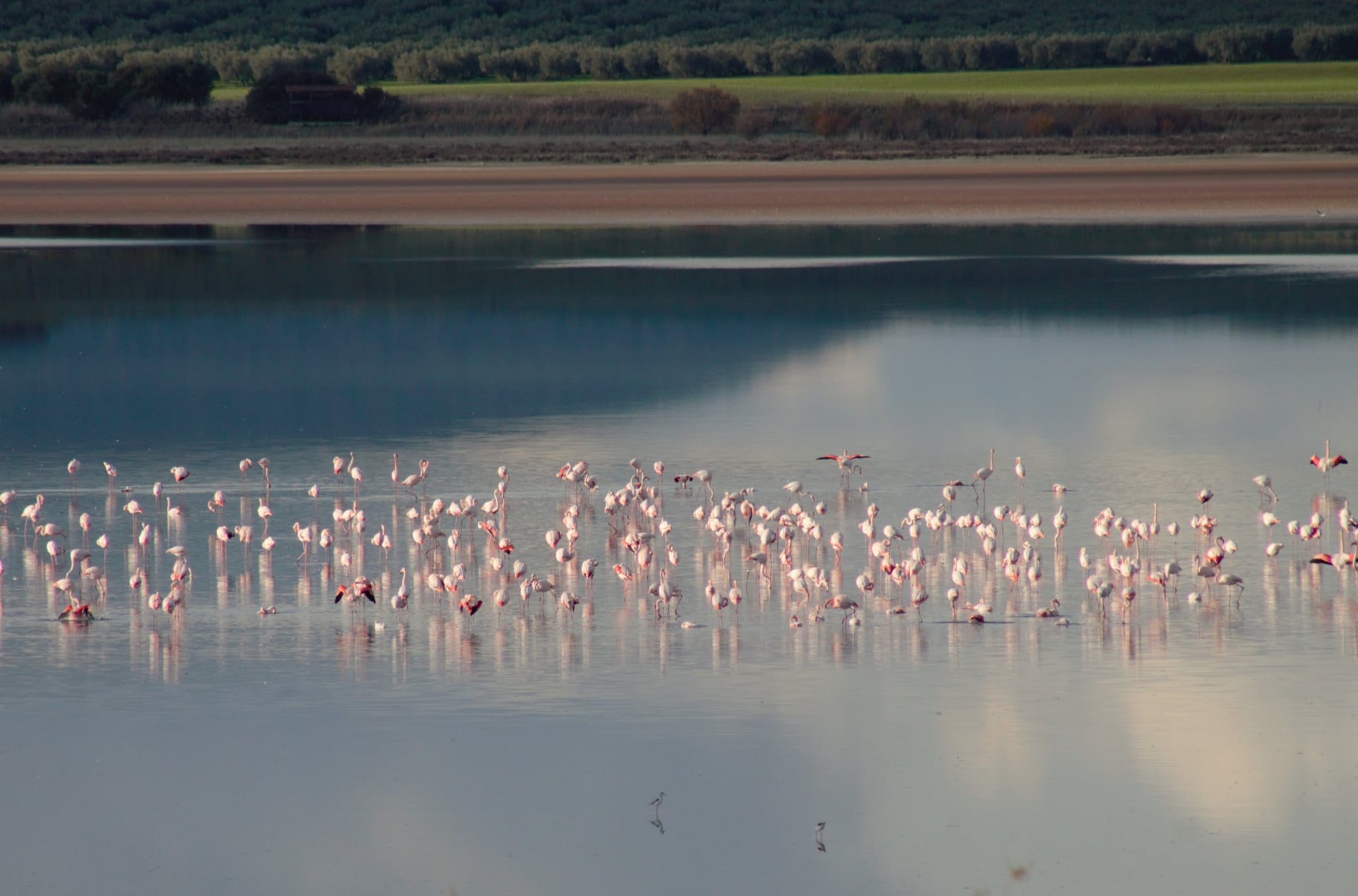 COMARCA Abiertas las inscripciones para excursiones guiadas a la Laguna de Fuente de Piedra