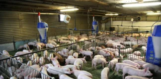 El rastro del desinfectante: así cayó la banda que ocultaba cientos de cerdos robados en una «guardería» clandestina