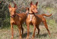 Cuevas de San Marcos convoca la XIX Monográfica del Podenco y Maneto