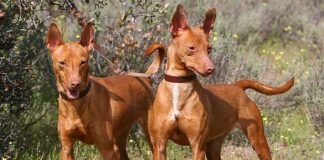 Cuevas de San Marcos convoca la XIX Monográfica del Podenco y Maneto