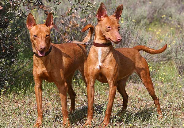 Podenco andaluz