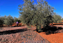 Asaja advierte que el inicio de las obras PFEA agrava la falta de mano de obra en el campo